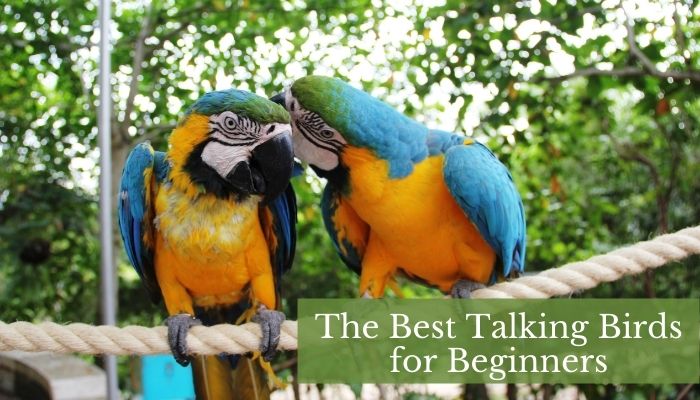 the best talking birds for beginners