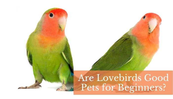 Are Lovebirds Good Pets for Beginners