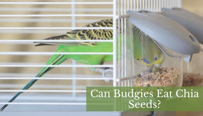 Can Budgies Eat Chia Seeds
