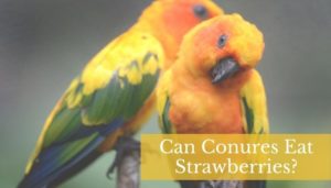 Can Conures Eat Strawberries