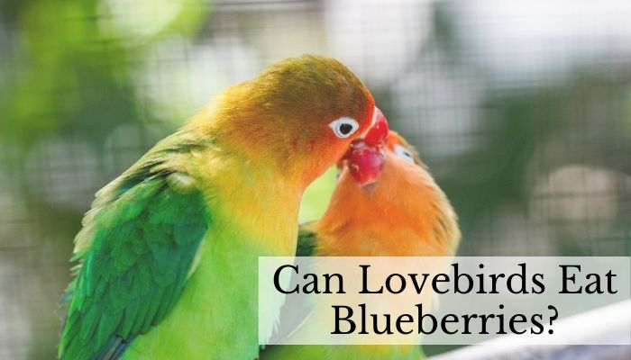 Can Lovebirds Eat Blueberries