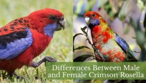 Differences Between Male and Female Crimson Rosella