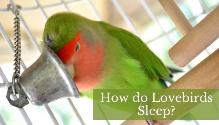 How do Lovebirds Sleep