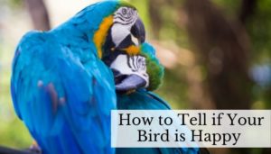 How to Tell if Your Bird is Happy