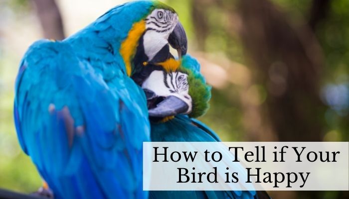 How to Tell if Your Bird is Happy