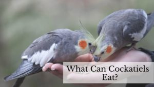 List of What Cockatiels Can Eat