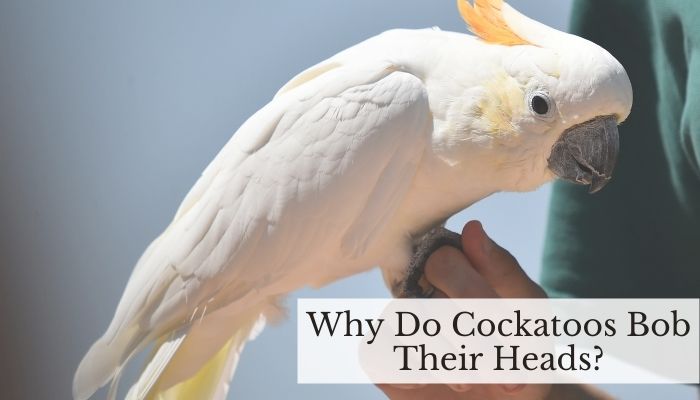 Why Do Cockatoos Bob Their Heads