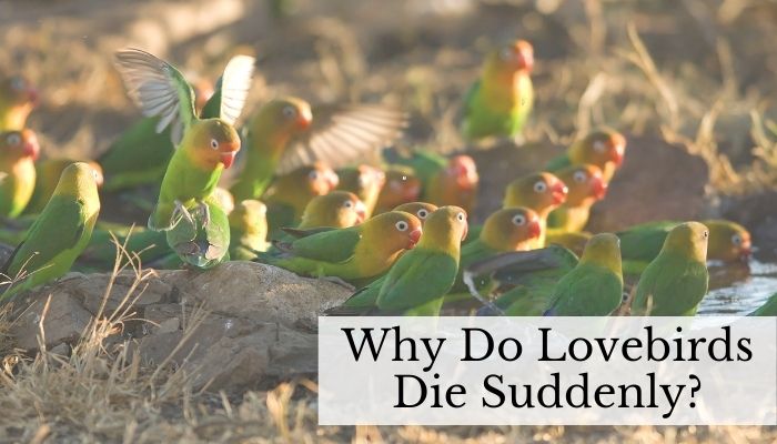 Why Do Lovebirds Die Suddenly