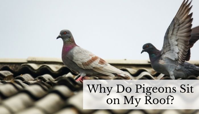 Why Do Pigeons Sit on My Roof