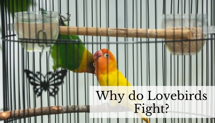 Why do Lovebirds Fight