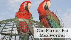 Can Parrots Eat Mealworms