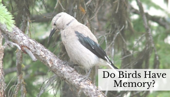 Do Birds Have Memory