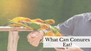 List of What Conures Can Eat