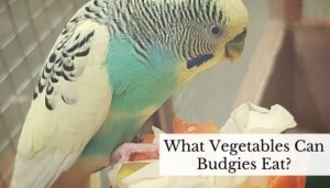 What Vegetables Can Budgies Eat