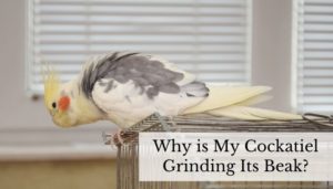 Why is My Cockatiel Grinding Its Beak