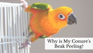Why is My Conure's Beak Peeling