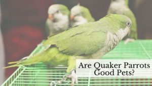 Are Quaker Parrots Good Pets