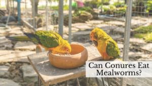 Can Conures Eat Mealworms