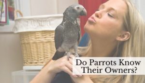 Do Parrots Know Their Owners