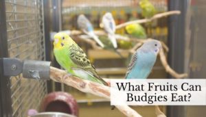 What Fruits Can Budgies Eat