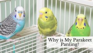 Why is My Parakeet Panting