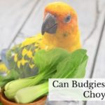 Can Budgies Eat Bok Choy Is it Safe