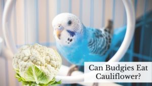 Can Budgies Eat Cauliflower