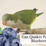 Can Quaker Parrots Eat Blueberries