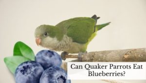 Can Quaker Parrots Eat Blueberries