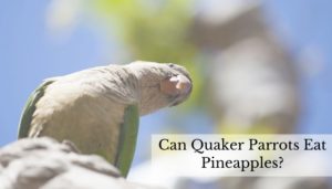Can Quaker Parrots Eat Pineapples