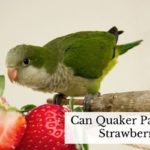 Can Quaker Parrots Eat Strawberries