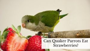 Can Quaker Parrots Eat Strawberries
