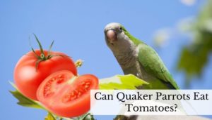 Can Quaker Parrots Eat Tomatoes