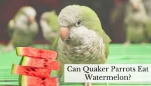 Can Quaker Parrots Eat Watermelon What About The Seeds