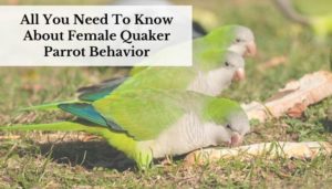 Female Quaker Parrot Behavior