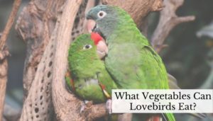 What Vegetables Can Lovebirds Eat
