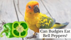 Can Budgies Eat Bell Peppers