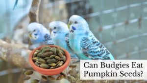Can Budgies Eat Pumpkin Seeds
