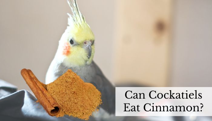 Can Cockatiels Eat Cinnamon
