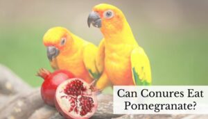 Can Conures Eat Pomegranate