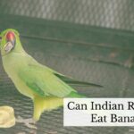 Can Indian Ringnecks Eat Bananas