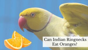 Can Indian Ringnecks Eat Oranges