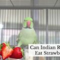 Can Indian Ringnecks Eat Strawberries