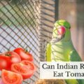 Can Indian Ringnecks Eat Tomatoes